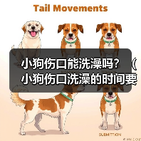 小狗伤口能洗澡吗?(小狗伤口洗澡的时间要掌握好)(图2) 小狗伤口能洗澡吗?(小狗伤口洗澡的时间要掌握好)(图2)