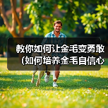 教你如何让金毛变勇敢（如何培养金毛自信心）