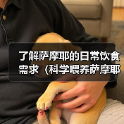了解萨摩耶的日常饮食需求(科学喂养萨摩耶,让它健康成长)(图3) 了解萨摩耶的日常饮食需求(科学喂养萨摩耶,让它健康成长)(图3)