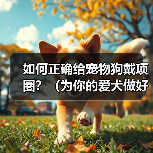 如何正确给宠物狗戴项圈？（为你的爱犬做好这些准备！）（图3）
