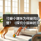 可爱小猫咪为何爱爬纱窗？（探究小猫咪的天性和行为特征，解析为什么小猫咪喜欢爬纱窗）（图3）