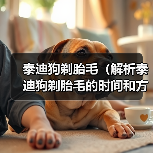 泰迪狗剃胎毛(解析泰迪狗剃胎毛的时间和方法)(图2) 泰迪狗剃胎毛(解析泰迪狗剃胎毛的时间和方法)(图2)