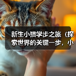 新生小猫学步之旅（探索世界的关键一步，小猫如何学会走路？）
