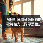 黑色折耳猫金色眼睛的独特魅力（探寻黑色折耳猫金色眼睛的美丽秘密）