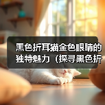 黑色折耳猫金色眼睛的独特魅力(探寻黑色折耳猫金色眼睛的美丽秘密)(图3) 黑色折耳猫金色眼睛的独特魅力(探寻黑色折耳猫金色眼睛的美丽秘密)(图3)