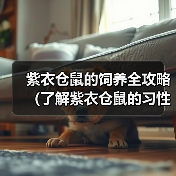 紫衣仓鼠的饲养全攻略（了解紫衣仓鼠的习性，让它健康成长）
