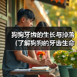 狗狗牙齿的生长与掉落(了解狗狗的牙齿生命周期及掉牙过程)(图4) 狗狗牙齿的生长与掉落(了解狗狗的牙齿生命周期及掉牙过程)(图4)