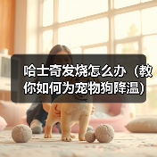 哈士奇发烧怎么办（教你如何为宠物狗降温）