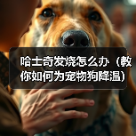 哈士奇发烧怎么办（教你如何为宠物狗降温）（图3）