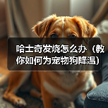 哈士奇发烧怎么办（教你如何为宠物狗降温）（图2）