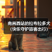 南昌西站的拉布拉多犬（快乐守护旅客出行）