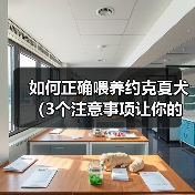 如何正确喂养约克夏犬（3个注意事项让你的约克夏犬健康快乐）