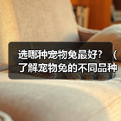 选哪种宠物兔最好？（了解宠物兔的不同品种，选择最适合自己的小伙伴）（图4）