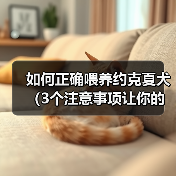如何正确喂养约克夏犬（3个注意事项让你的约克夏犬健康快乐）（图3）
