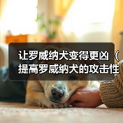 让罗威纳犬变得更凶（提高罗威纳犬的攻击性——培养方法和注意事项）（图4）