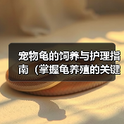 宠物龟的饲养与护理指南(掌握龟养殖的关键技巧,让你的宠物龟健康成长)(图3) 宠物龟的饲养与护理指南(掌握龟养殖的关键技巧,让你的宠物龟健康成长)(图3)