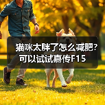 猫咪太胖了怎么减肥?可以试试嘉传F15(图2) 猫咪太胖了怎么减肥?可以试试嘉传F15(图2)
