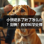 小猫吃多了吐了怎么办?别慌!教你科学处理(图3) 小猫吃多了吐了怎么办?别慌!教你科学处理(图3)