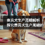 贵宾犬生产周期解析(探究贵宾犬生产周期的长短及影响因素)(图3) 贵宾犬生产周期解析(探究贵宾犬生产周期的长短及影响因素)(图3)