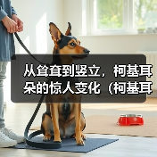 从耸耷到竖立,柯基耳朵的惊人变化(柯基耳朵的成长之路——它们是如何由耸耷变为竖立的?)(图2) 从耸耷到竖立,柯基耳朵的惊人变化(柯基耳朵的成长之路——它们是如何由耸耷变为竖立的?)(图2)