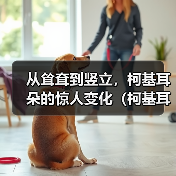 从耸耷到竖立,柯基耳朵的惊人变化(柯基耳朵的成长之路——它们是如何由耸耷变为竖立的?)(图3) 从耸耷到竖立,柯基耳朵的惊人变化(柯基耳朵的成长之路——它们是如何由耸耷变为竖立的?)(图3)