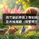 荷兰猪的市场上市时间及养殖周期（探索荷兰猪饲养时间的关键因素）（图2）