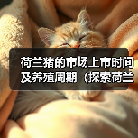 荷兰猪的市场上市时间及养殖周期（探索荷兰猪饲养时间的关键因素）（图4）