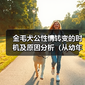 金毛犬公性情转变的时机及原因分析（从幼年到成年）