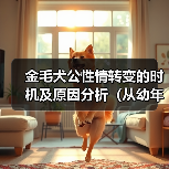 金毛犬公性情转变的时机及原因分析（从幼年到成年）（图4）
