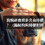 狗狗进食后多久会排便？（揭秘狗狗排便时间的秘密，了解你的宠物需求）（图3）