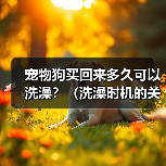 宠物狗买回来多久可以洗澡？（洗澡时机的关键是什么？）（图3）