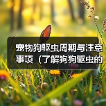 宠物狗驱虫周期与注意事项（了解狗狗驱虫的重要性及正确方法）（图4）