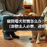 藏獒母犬发情怎么办？（宠物主人必看，避免犬只走失！）