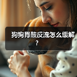 狗狗胃酸反流怎么缓解？