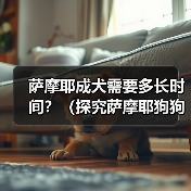 萨摩耶成犬需要多长时间？（探究萨摩耶狗狗的成长周期及关键因素）