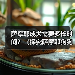 萨摩耶成犬需要多长时间？（探究萨摩耶狗狗的成长周期及关键因素）（图4）