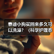 泰迪小狗买回来多久可以洗澡？（科学护理泰迪宝宝，洗澡时间一丝不差）（图2）