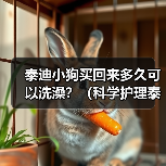 泰迪小狗买回来多久可以洗澡？（科学护理泰迪宝宝，洗澡时间一丝不差）（图4）
