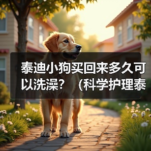 泰迪小狗买回来多久可以洗澡？（科学护理泰迪宝宝，洗澡时间一丝不差）（图3）