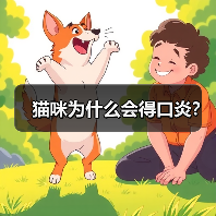 猫咪为什么会得口炎？