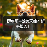 萨摩耶=微笑天使？新手慎入！
