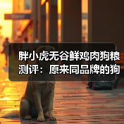 胖小虎无谷鲜鸡肉狗粮测评：原来同品牌的狗粮也有参差