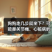 狗狗走几步就坐下？可能是关节痛、心脏病的信号（图2）