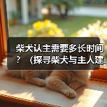 柴犬认主需要多长时间？（探寻柴犬与主人建立深厚关系的时程及关键因素）（图3）