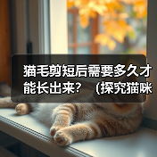 猫毛剪短后需要多久才能长出来？（探究猫咪剪毛后恢复生长的时间及关键因素）（图2）
