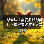 柴犬认主需要多长时间？（探寻柴犬与主人建立深厚关系的时程及关键因素）（图4）