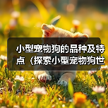 小型宠物狗的品种及特点（探索小型宠物狗世界，选择适合你的伴侣）（图1）