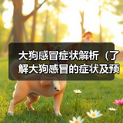 大狗感冒症状解析（了解大狗感冒的症状及预防措施）（图1）