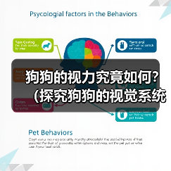 狗狗的视力究竟如何？（探究狗狗的视觉系统与常见视力问题）（图1）