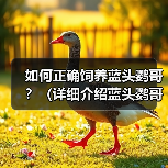 如何正确饲养蓝头鹦哥？（详细介绍蓝头鹦哥的生活习性和健康管理方法）（图1）